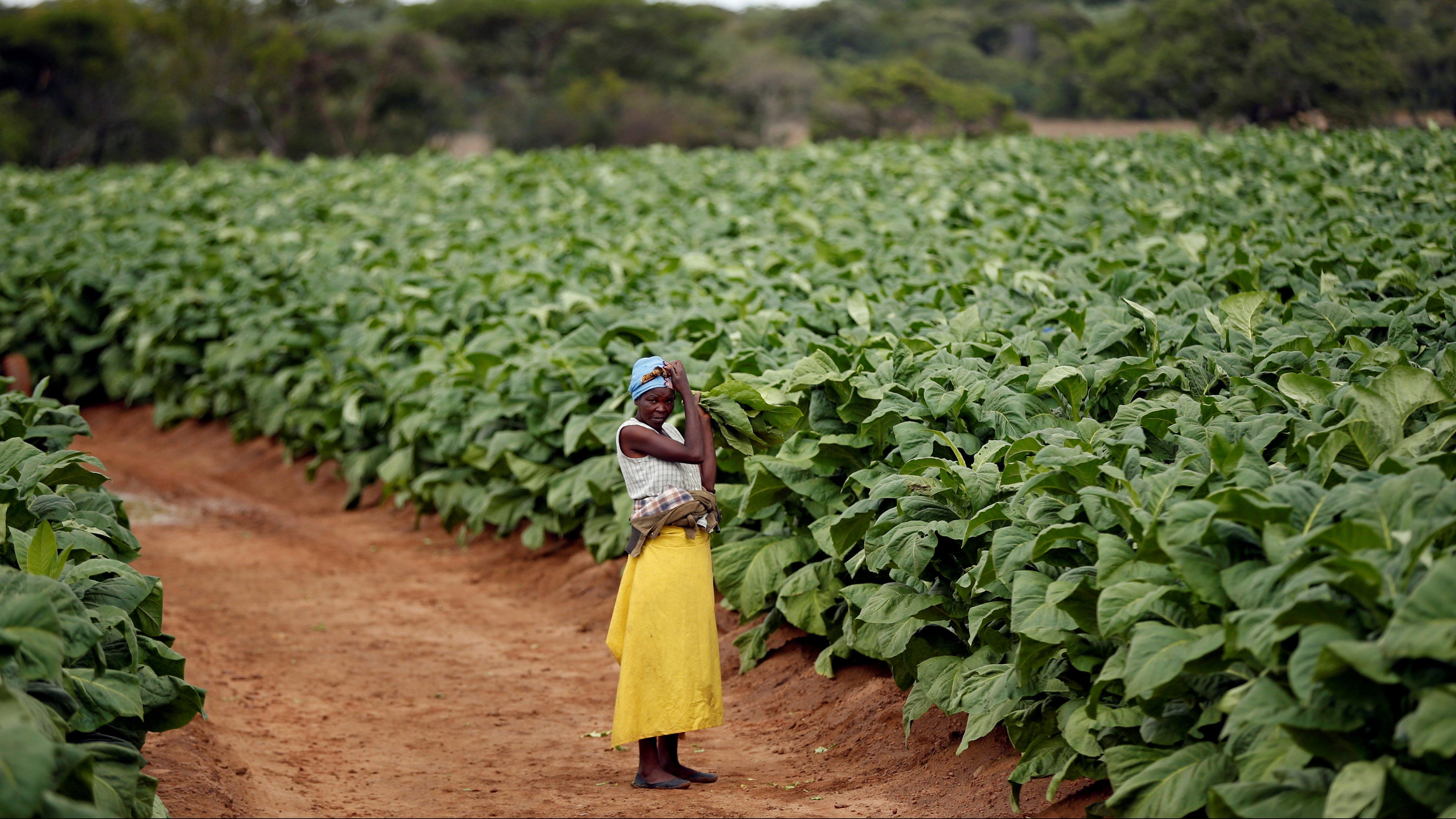 Tobacco farming in Malawi